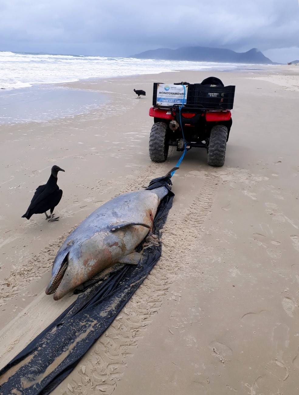 Golfinho é encontrado morto na Praia do Campeche, em Florianópolis, nesta terça-feira (15) — Foto: R3 Animal/Divulgação