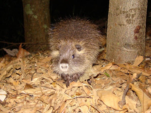 RATÃO DO BANHADO, O MAIOR RATO QUE JÁ VI!