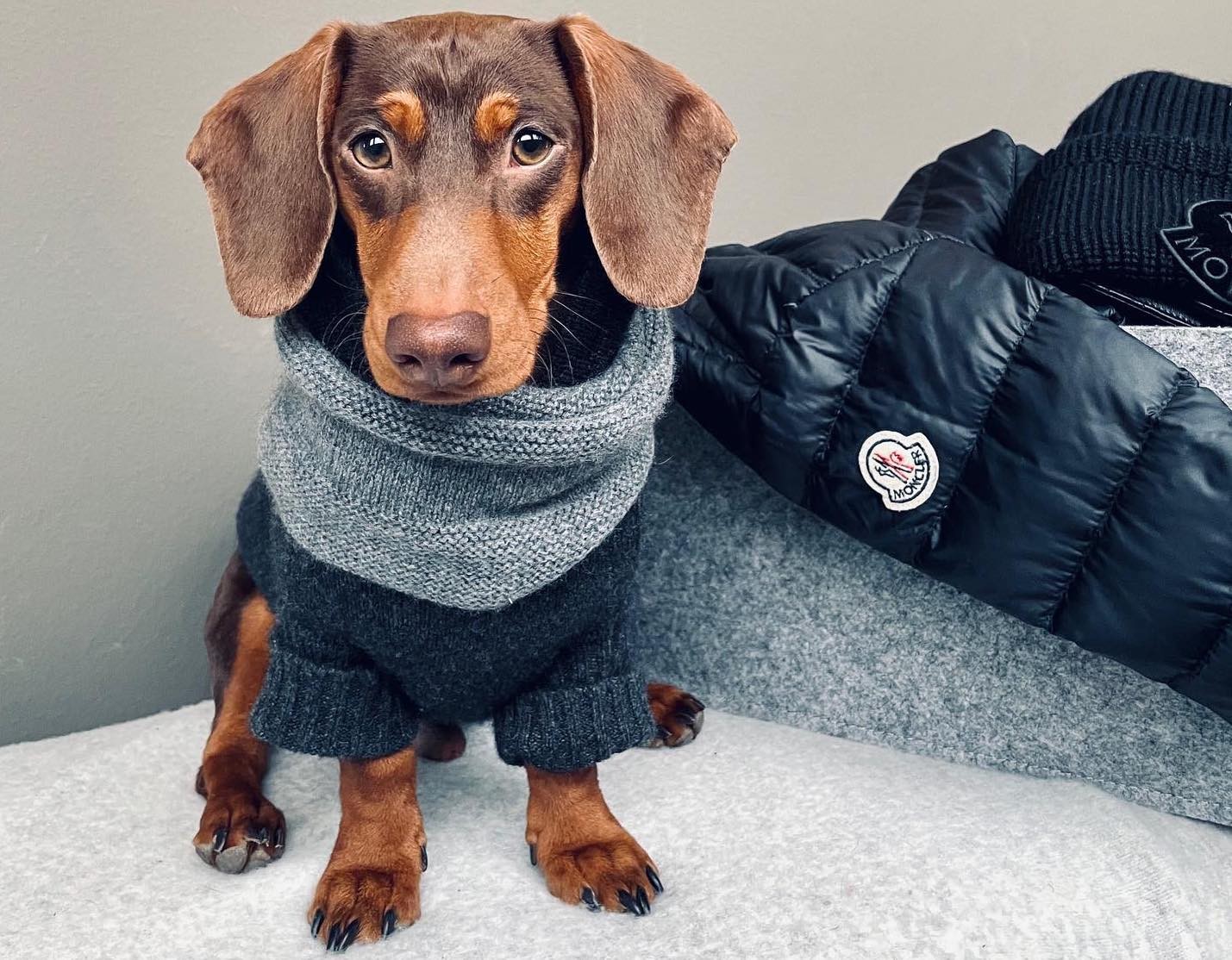 O dachshund Cody mostra todos o seu estilo em cinza e preto (Foto: Instagram / @cody_the_sausage / Reprodução)