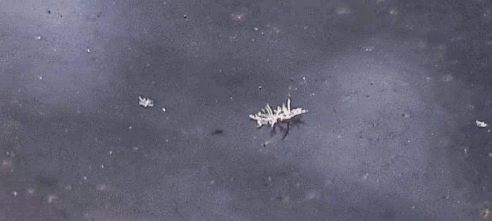 Floco de neve em São Joaquim — Foto: Mycchel Legnaghi/São Joaquim Online/Divulgação