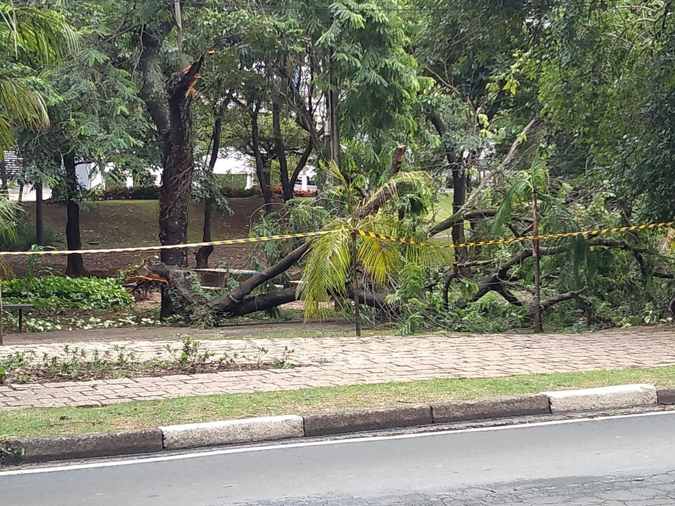 Árvore caiu em área de praça na Norte-Sul, em Campinas — Foto: Daniel Mafra / EPTV