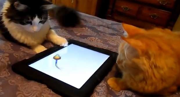 Jogos em tablet para gatos divertem pets e donos