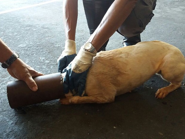 Cano foi retirado sem machucar o animal (Foto: Corpo de Bombeiros/Cedida)