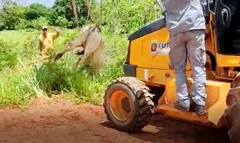 Gado precisou ser puxado por cordas para sair de buraco, em Tupã (SP) — Foto: João Trentini/Arquivo pessoal