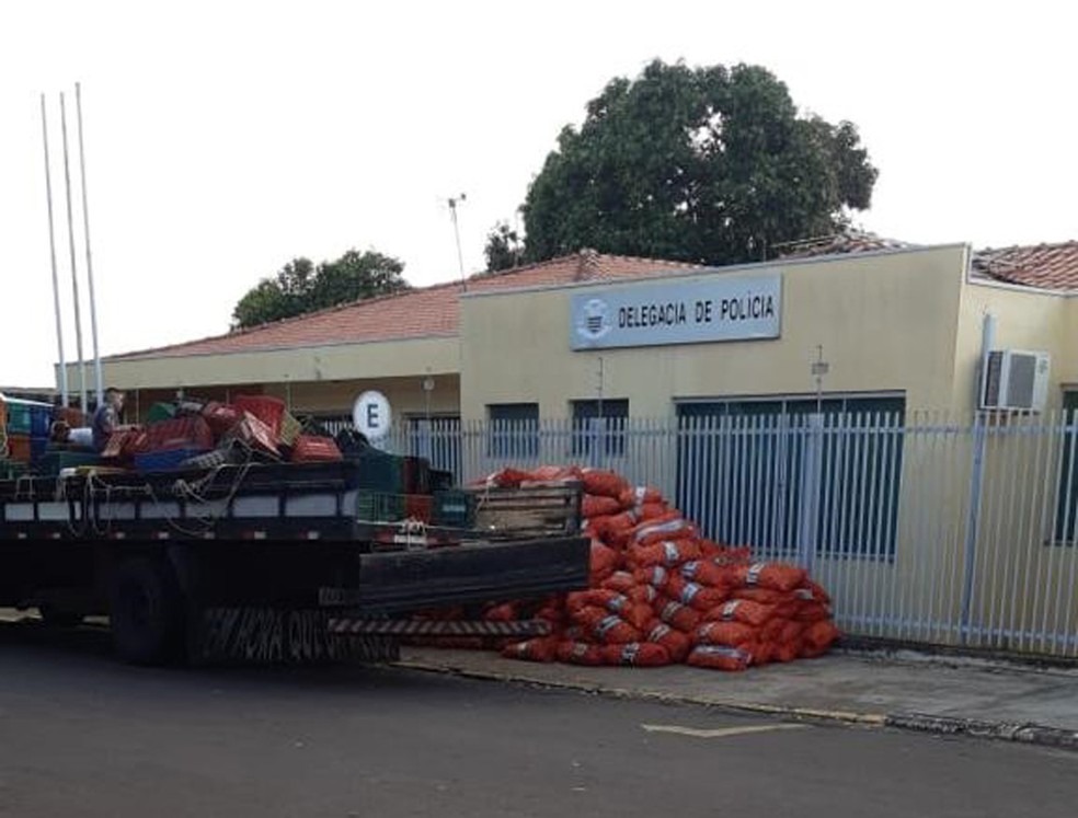 Quase 2 toneladas de maconha foram apreendidas em Alfredo Marcondes — Foto: Polícia Militar 