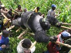Missão tenta salvar gorilas ameaçados em meio a conflito no Congo