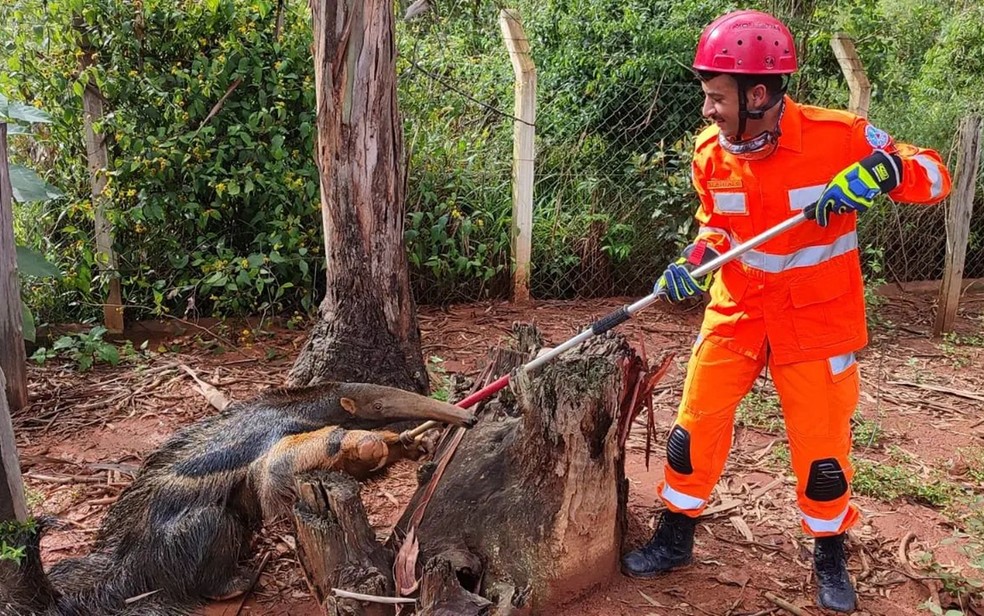 Corpo de Bombeiros resgata tamanduá, gavião e filhote de cão em Guaxupé e Muzambinho, MG — Foto: Corpo de Bombeiros
