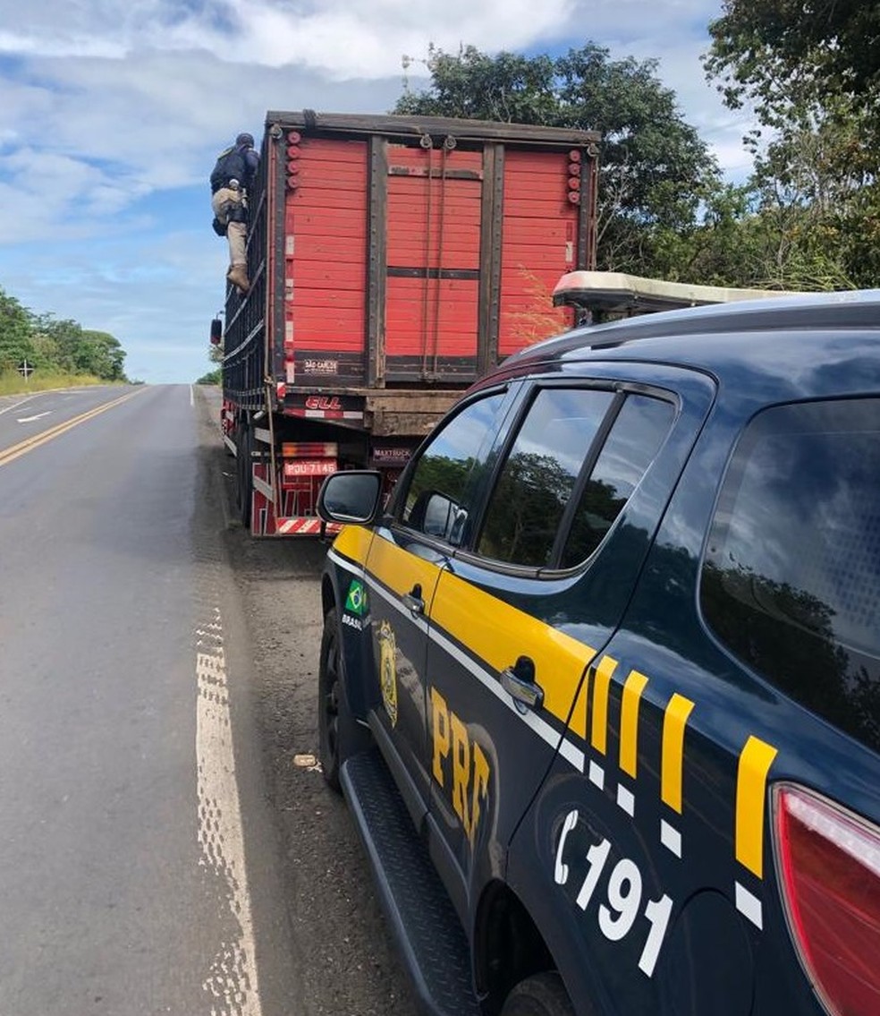 PolÃ­cia RodoviÃ¡ria detÃ©m motorista por transporte irregular de suÃ­nos na BR-316 no maranhÃ£o â Foto: DivulgaÃ§Ã£o/PolÃ­cia RodoviÃ¡ria Federal