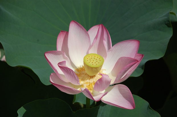 paisagismo-flor-de-lotus-1 (Foto: Divulgação)