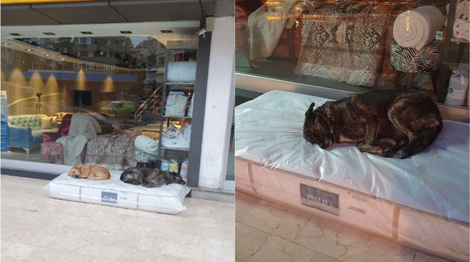 Loja de móveis disponibiliza colchão para cães de rua dormirem  (Foto: Reprodução/Twitter Cem Baykal)