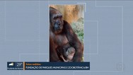 Filhote de gorila morre em Zoológico de BH enquanto brincava com os irmãos 