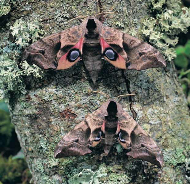 Mariposa da espécie 'Smerinthus ocellata', encontrada na Grã-Bretanha (Foto: Divulgação/Butterfly Conservation)