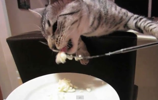 Vídeo mostra um gato 'usando' garfo para comer. (Foto: Reprodução)