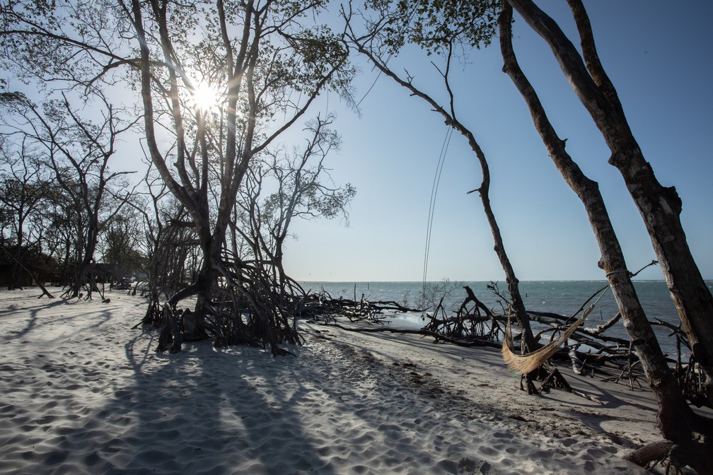 Mangue Seco: parada estratégica para fotos em meio aos galhos retorcidos — Foto: Celso Tavares/G1