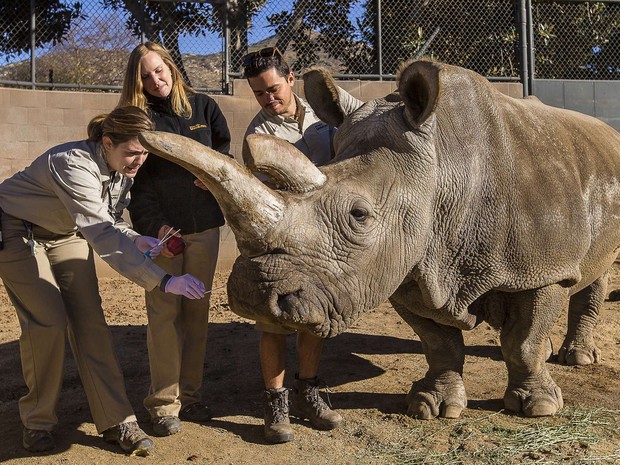Rinoceronte Nola, que lutava contra uma infecção, morreu no domingo  em San Diego  (Foto: Ken Bohn/San Diego Zoo Safari Park/ Reuters)