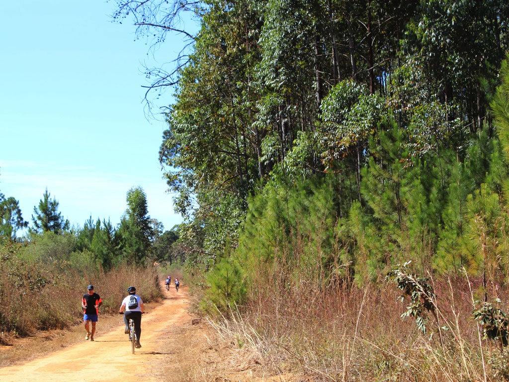 Floresta Nacional de Brasília é conhecida por trilhas para ciclismo (Foto: Divulgação/ICMBio)