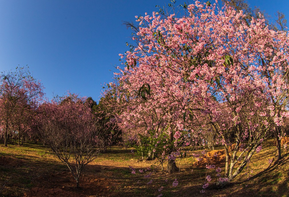 cerejeiras florescem no parque do carmo na zona leste de sp sao paulo g1