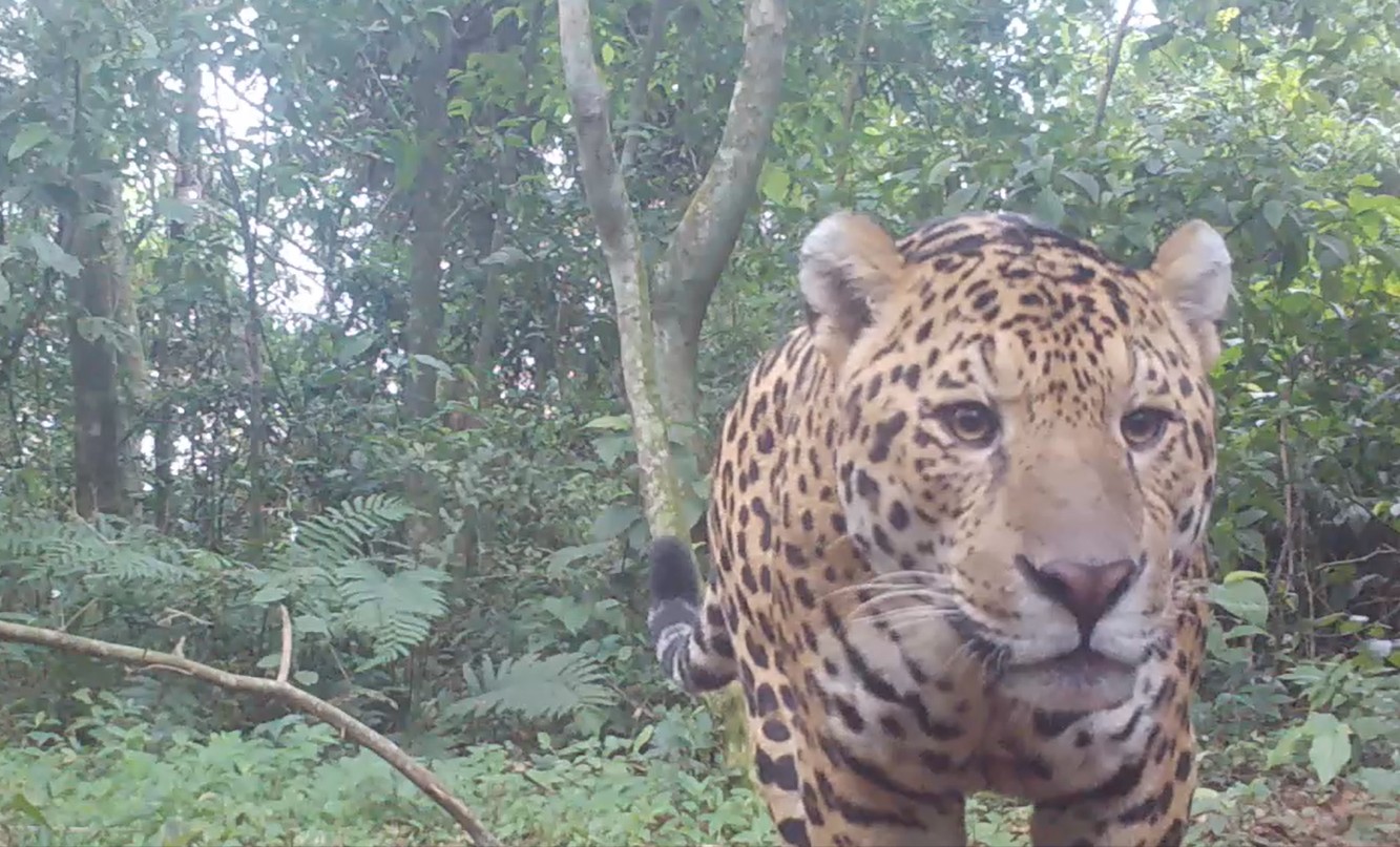 Censo indica estabilidade de onças-pintadas na fronteira entre Argentina e Brasil; cerca de 25 felinos vivem no lado brasileiro