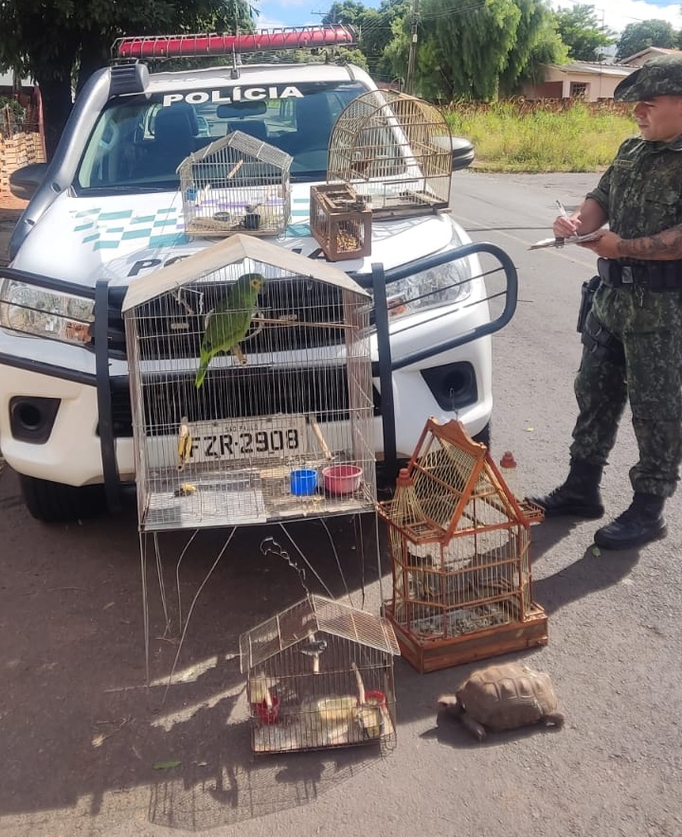 Polícia Ambiental apreendeu aves e um jabuti — Foto: Polícia Ambiental