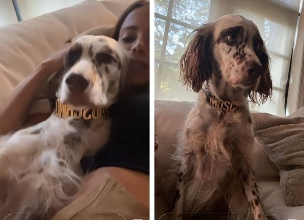 Charlie, cachorro de Anitta, usa coleira de grife de mais de R$ 2 mil (Foto: Reprodução/Instagram)