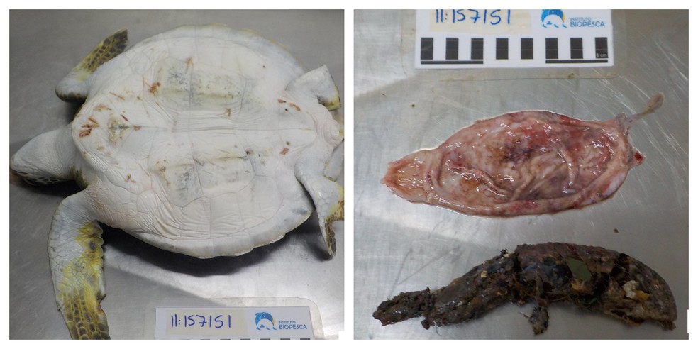 Tartaruga estava com estômago repleto de plástico — Foto: Divulgação/Instituto Biopesca