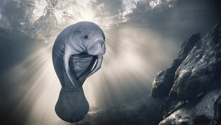 Argonauta, baleia e peixe-boi: veja as fotos premiadas em concurso internacional sobre o oceano