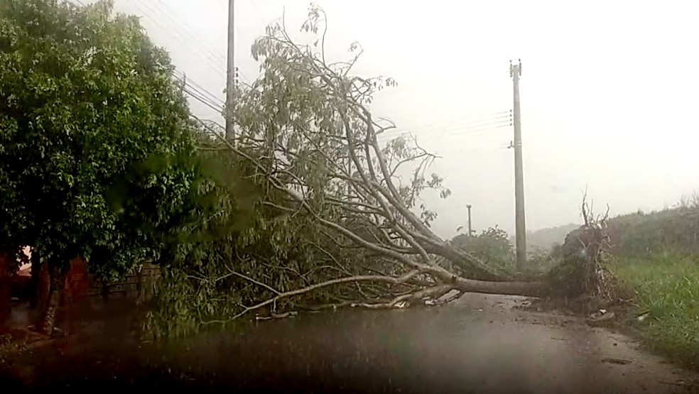 Ventos fortes derrubaram árvores em ruas da cidade; sem feridos — Foto: Arquivo pessoal