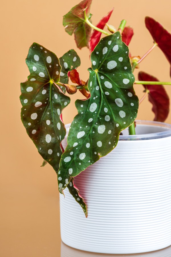 Begonia maculata plant in white pot for urban jungle (Foto: Getty Images/iStockphoto)