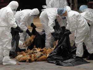 Funcionários da agência de saúde de Hong Kong colocam galinhas mortas dentro de sacos de lixo em um mercado de aves nesta quarta-feira (21). Serão abatidos cerca de 17 mil frangos após umas galinha morta ser diagnosticada com H5N1, o vírus da gripe aviári (Foto: Tyrone Siu/Reuters)