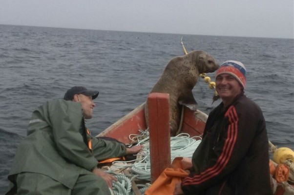 Foca aparece em barco de russos (Foto: Reprodução/ASTV)