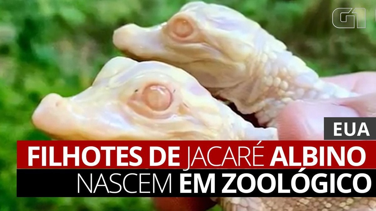 Filhotes de jacaré albino nascem em zoológico da Flórida; veja FOTOS e VÍDEO