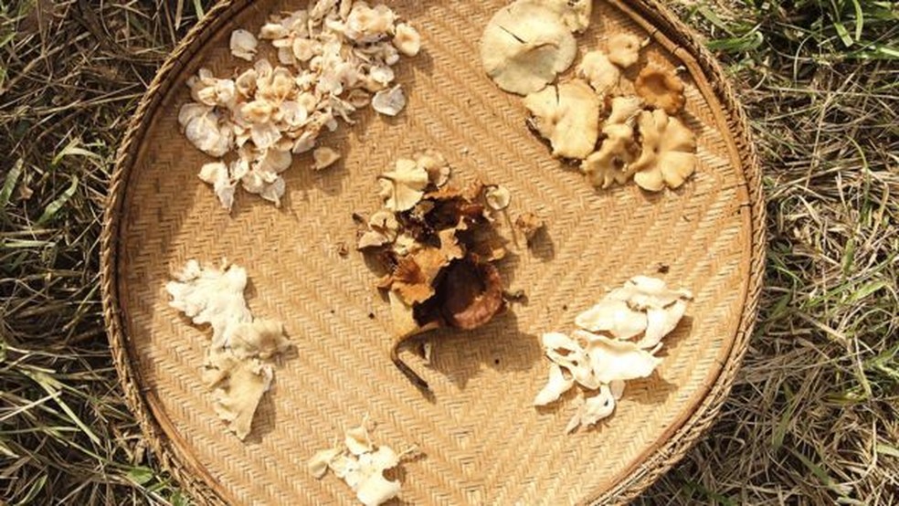 Cogumelos nascem em épocas diferentes do ano, de acordo com o progresso da roça dos Yanomami (Foto: Moreno Saraiva/ ISA)