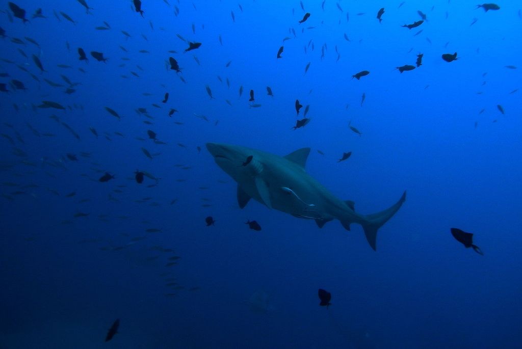 Tubarão da espécie Carcharhinus leucas (Foto: Sylke Rohrlach/ Wikimedia Commons)