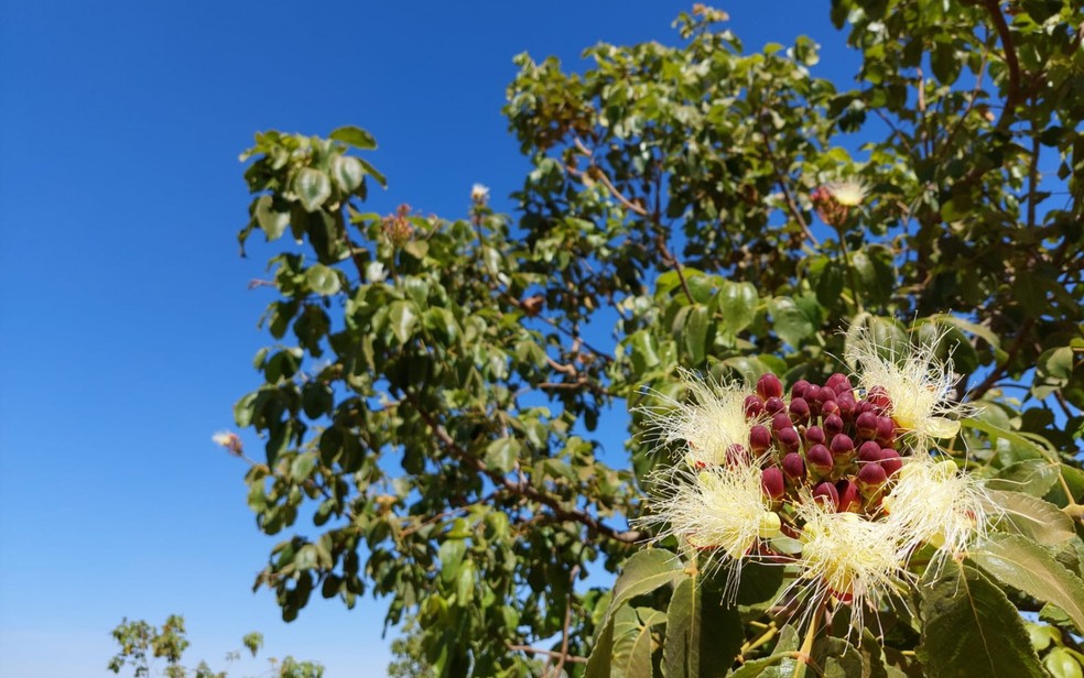 Flor do pequi aprimorado em Anápolis — Foto: Divulgação/Emater Goiás