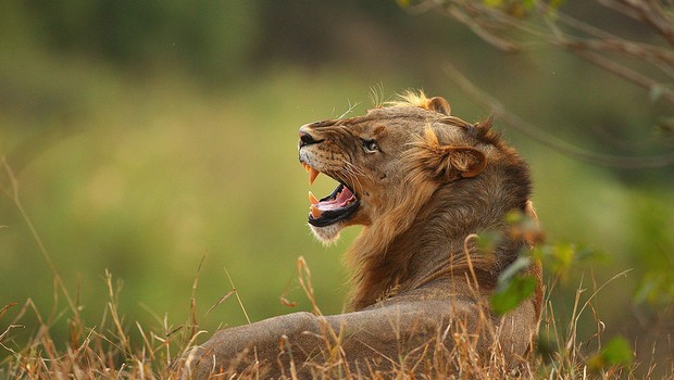 imposto de renda, ir, leão (Foto: Cameron Spencer/Getty Images)