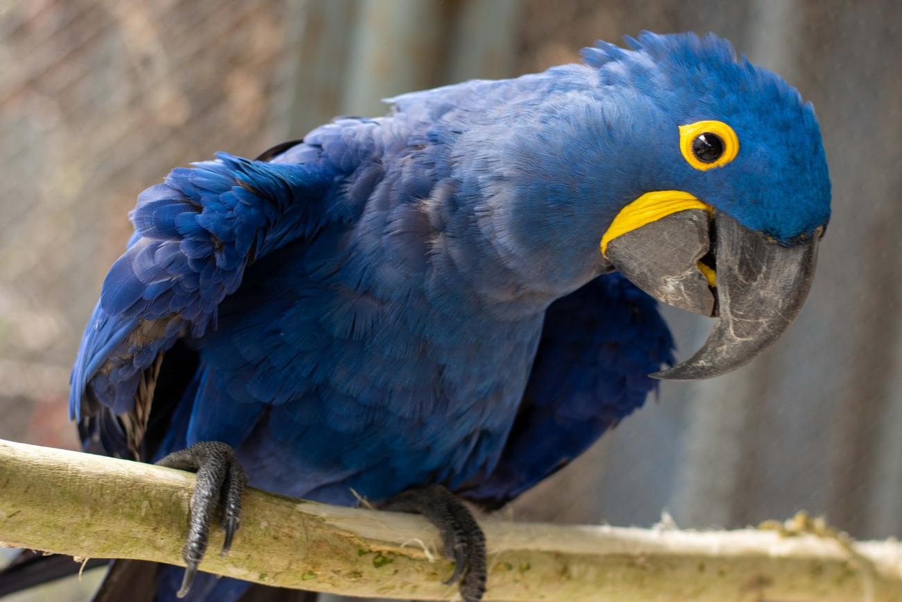 'Feira de Animais Silvestres' ocorre no Mangal das Garças no sábado, 13, em Belém