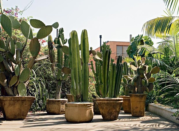 Coleção De Cactos No Vaso De Flores, Objeto Isolado, Arte De Linha