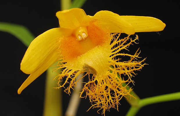 Dendrobium-brymerianum-NATIVOS (Foto: Divulgação)