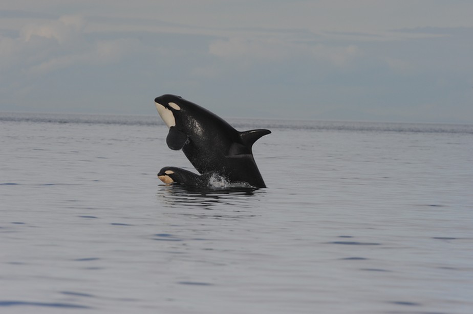 Mãe e filhote de orcas