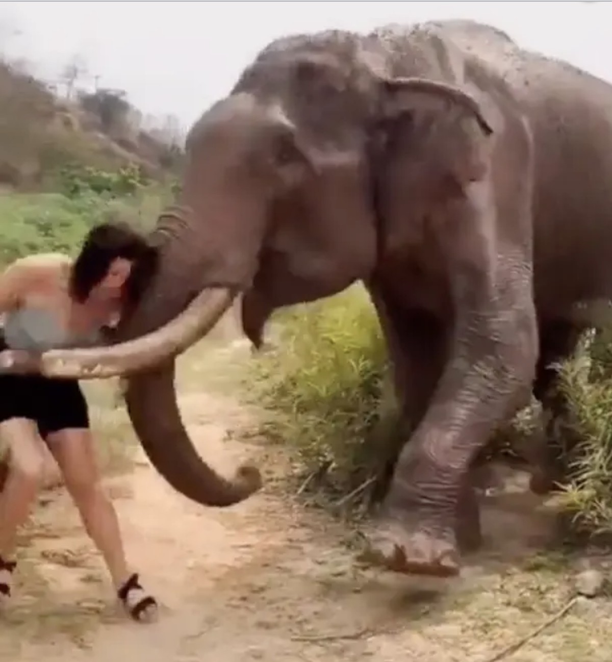 человек трахает слона фото 58