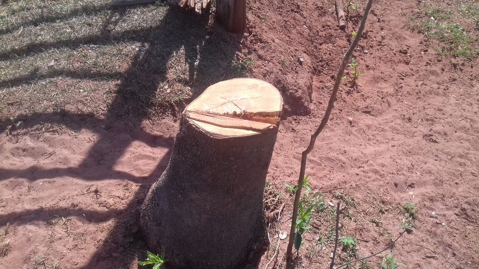 Homem foi autuado por cortar árvores em propriedade de Ouro Verde — Foto: Polícia Militar Ambiental