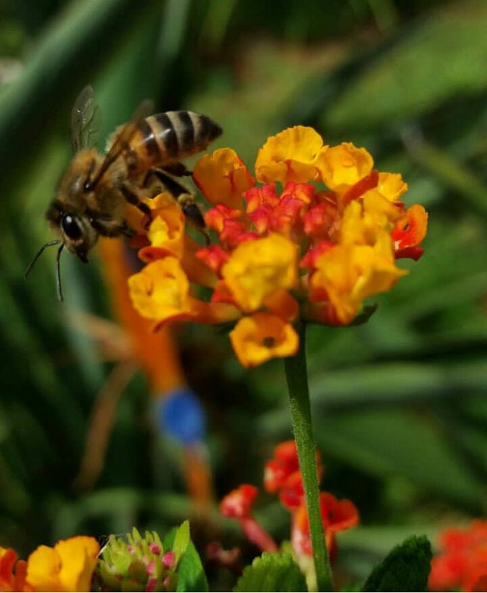 Detalhes da natureza são clicados com aparelho celular (Foto: Thiago Andrade/VC no TG)