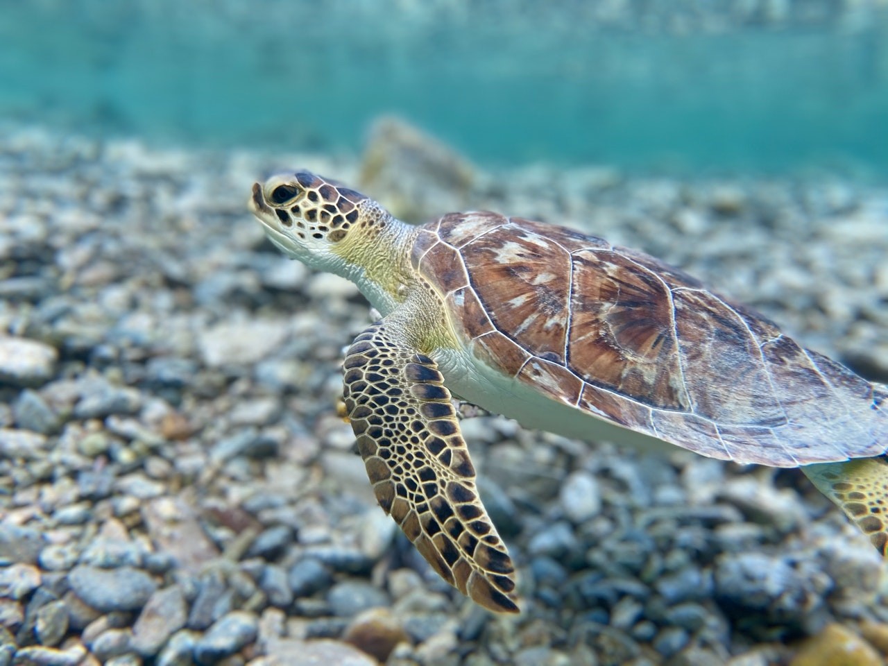 As tartarugas são animais que passam a maior parte de suas vidas no mar, retornando à terra apenas para desovar.  (Foto: pexels/ theadventuretravelerscom/ CreativeCommons)