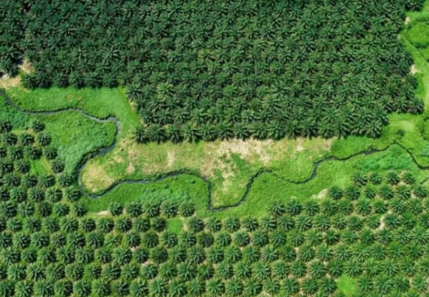 A primeira palmeira de óleo foi plantada na Malásia em 1870. Hoje as plantas cobrem cerca de 5,9 milhões de hectares de terra no país (Foto: ALAMY (via BBC))