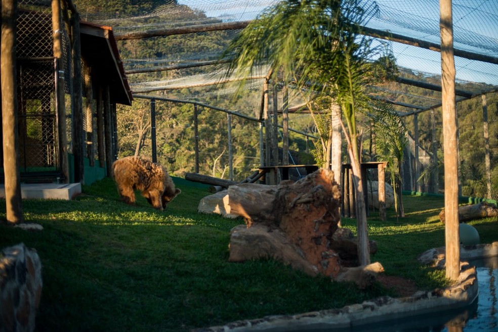 Ursa está em santuário de animais em Joanópolis — Foto: Biga Pessoa/ Rancho dos Gnomos
