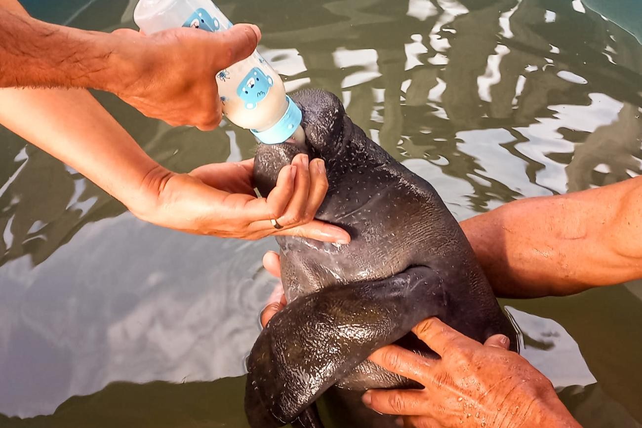 Ameaçada de extinção, filhote de peixe-boi é resgatada por ribeirinhos no Marajó, PA