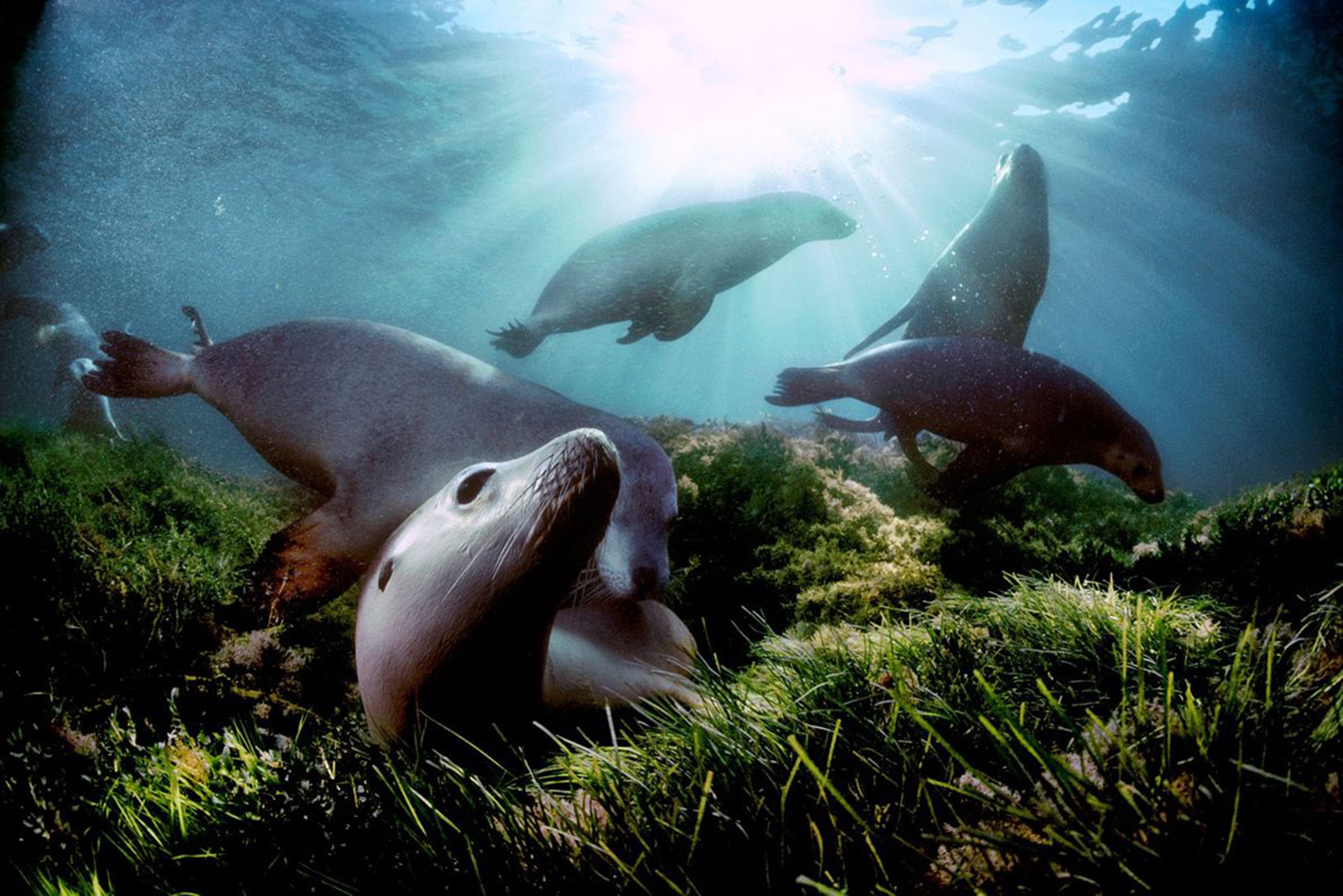Ледовитые обитатели океана. Австралийский морской Лев (Neophoca cinerea). Дэвид Дубиле. Северный Ледовитый океан подводный мир. Морские животные Баренцева моря.