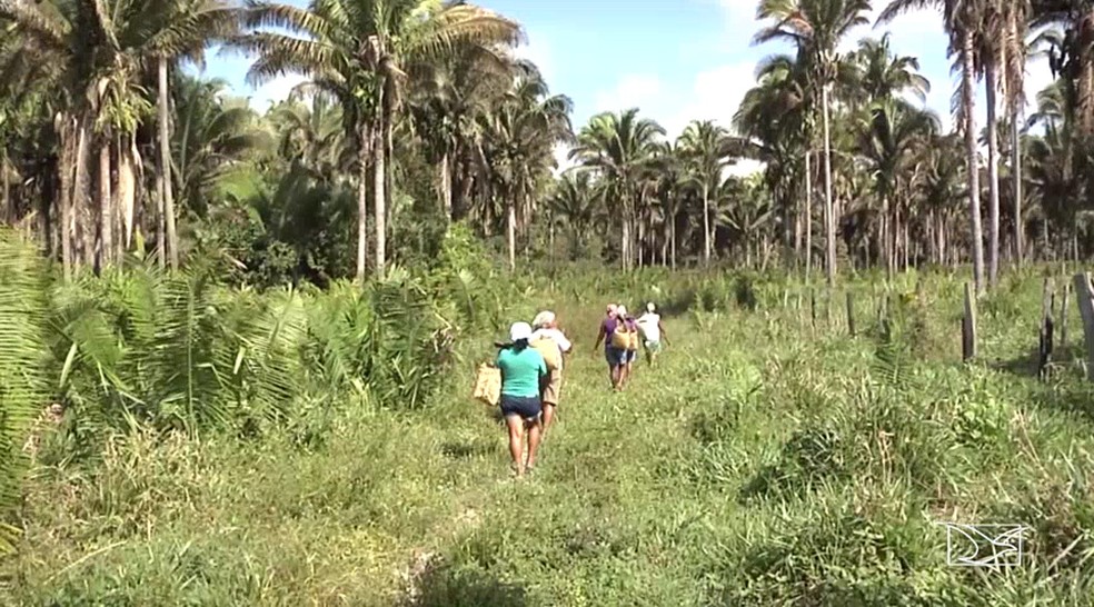 Pela primeira vez, as quebradeiras de coco entraram para as estatísticas do relatório divulgado pela Comissão Pastoral da Terra. (Foto: Reprodução/TV Mirante)