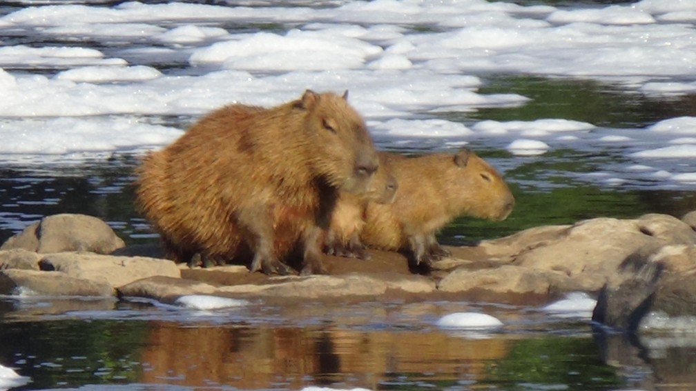 Capivaras em cima de pedra com Rio Piracicaba tomado de espuma, dia 17 de julho (Foto: Edijan Del Santo/EPTV)