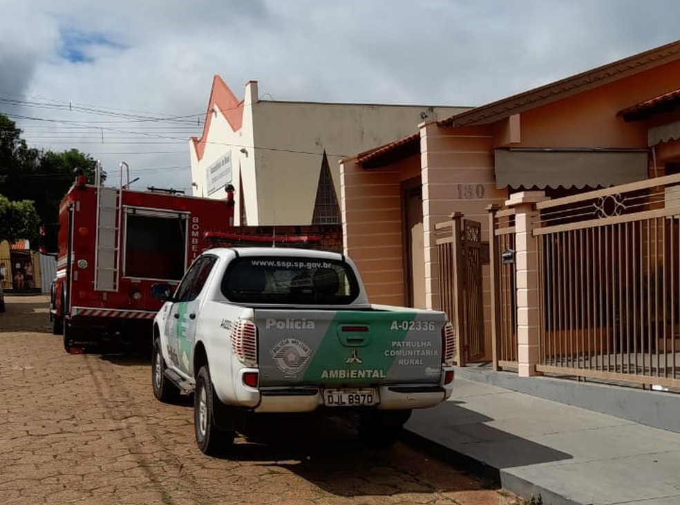 Onça-parda foi encontrada embaixo de um carro, na garagem de uma casa, em Presidente Venceslau — Foto: Orlando Gonçalves Cota/Cedida